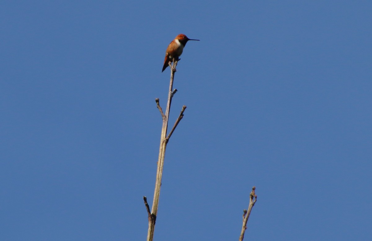 Rufous Hummingbird - ML619853717