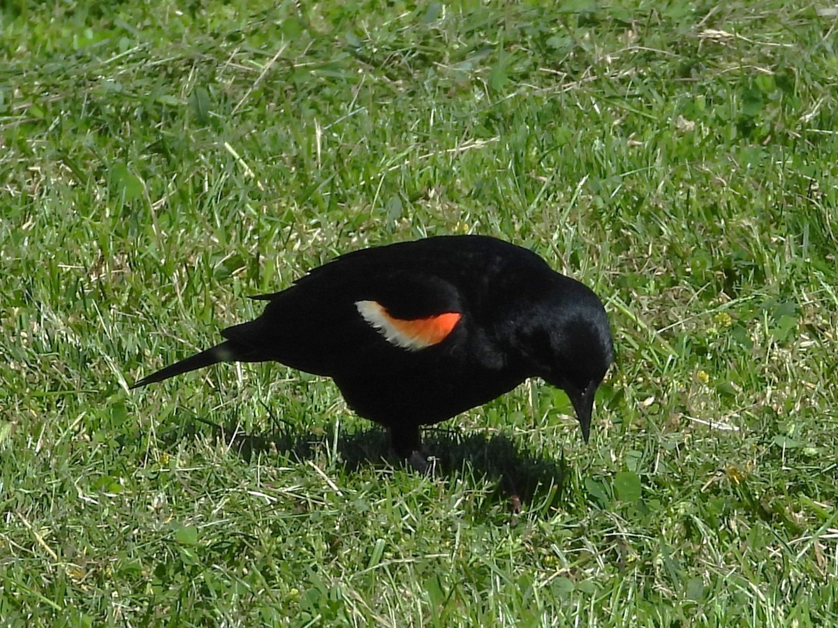 Red-winged Blackbird - ML619853737