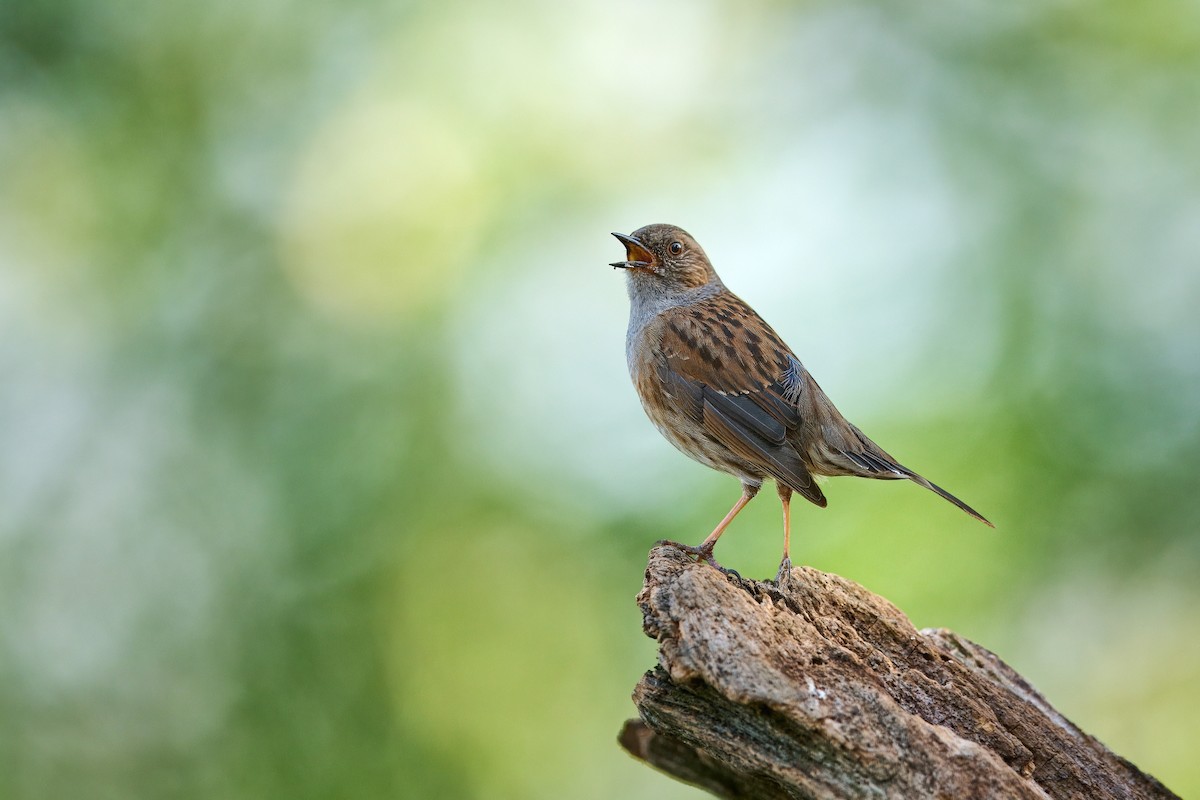 Dunnock - ML619853752