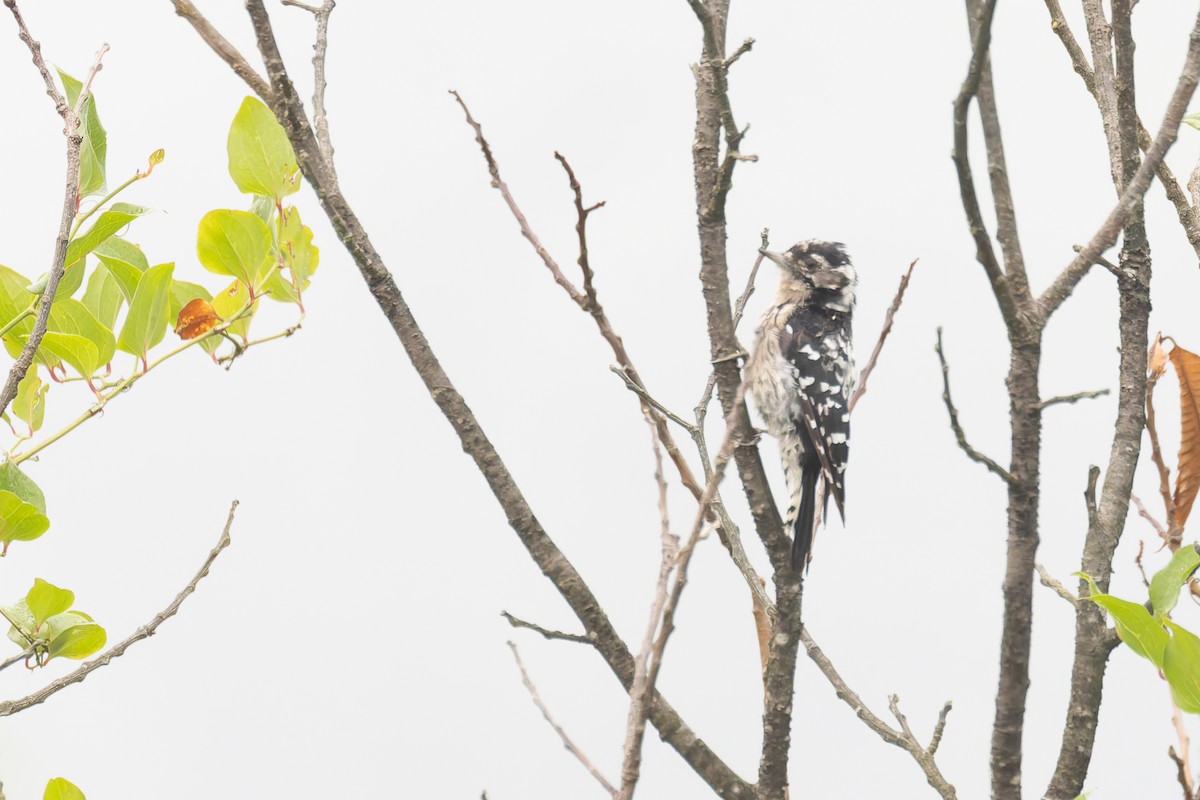 Lesser Spotted Woodpecker - ML619853753