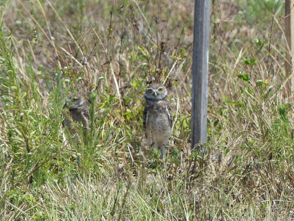 Burrowing Owl - ML619853755