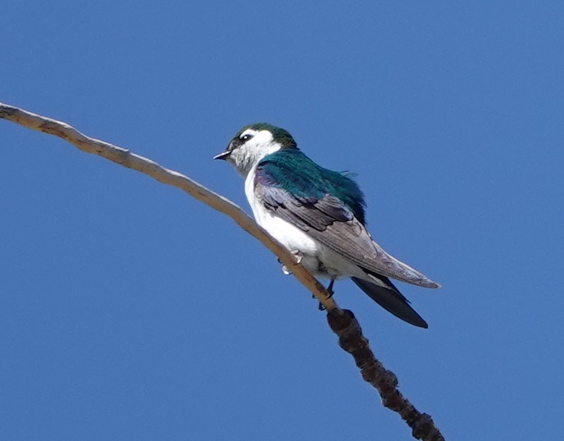 Violet-green Swallow - ML619853766
