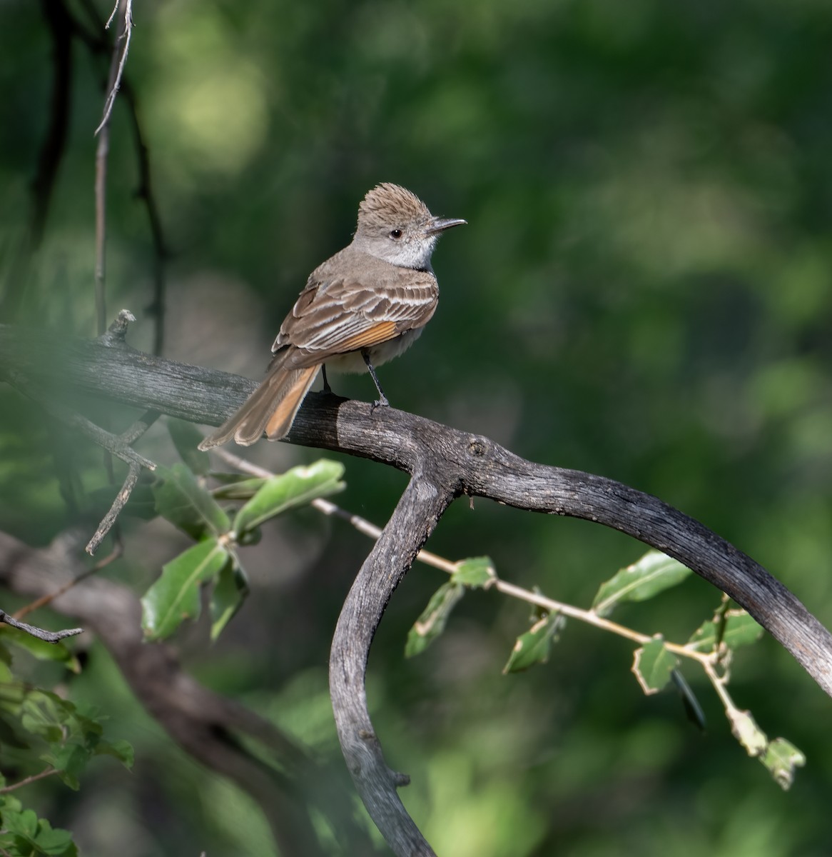 Ash-throated Flycatcher - ML619853769