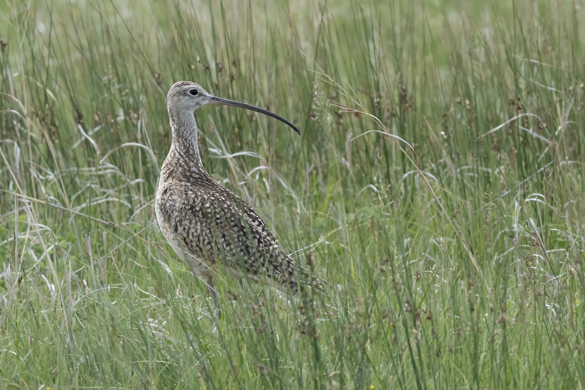 Long-billed Curlew - ML619853781