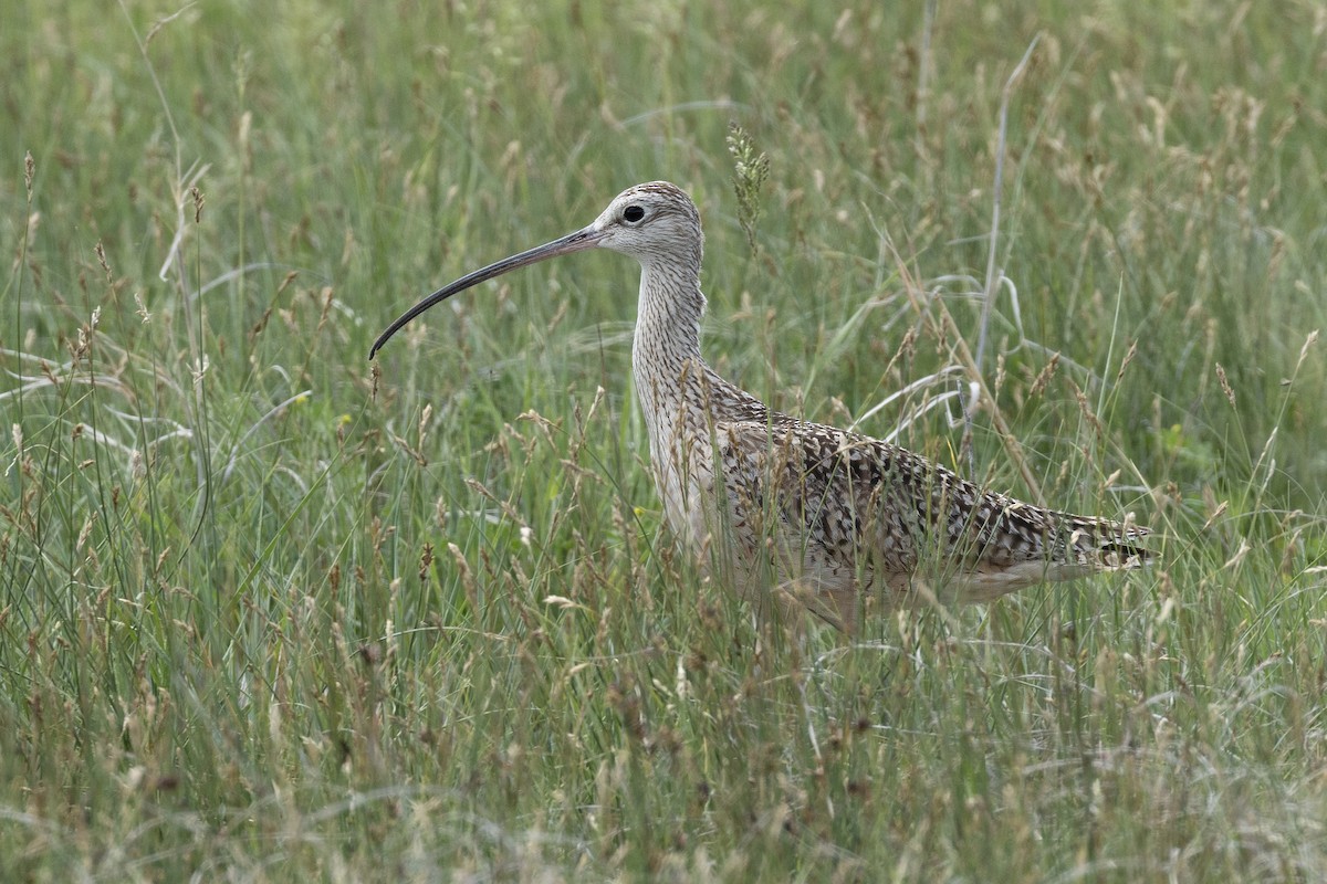 Long-billed Curlew - ML619853783
