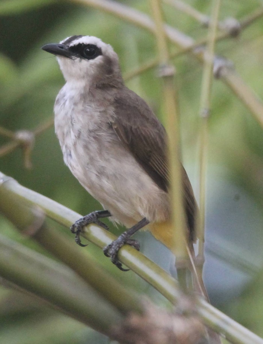 Yellow-vented Bulbul - ML619853814