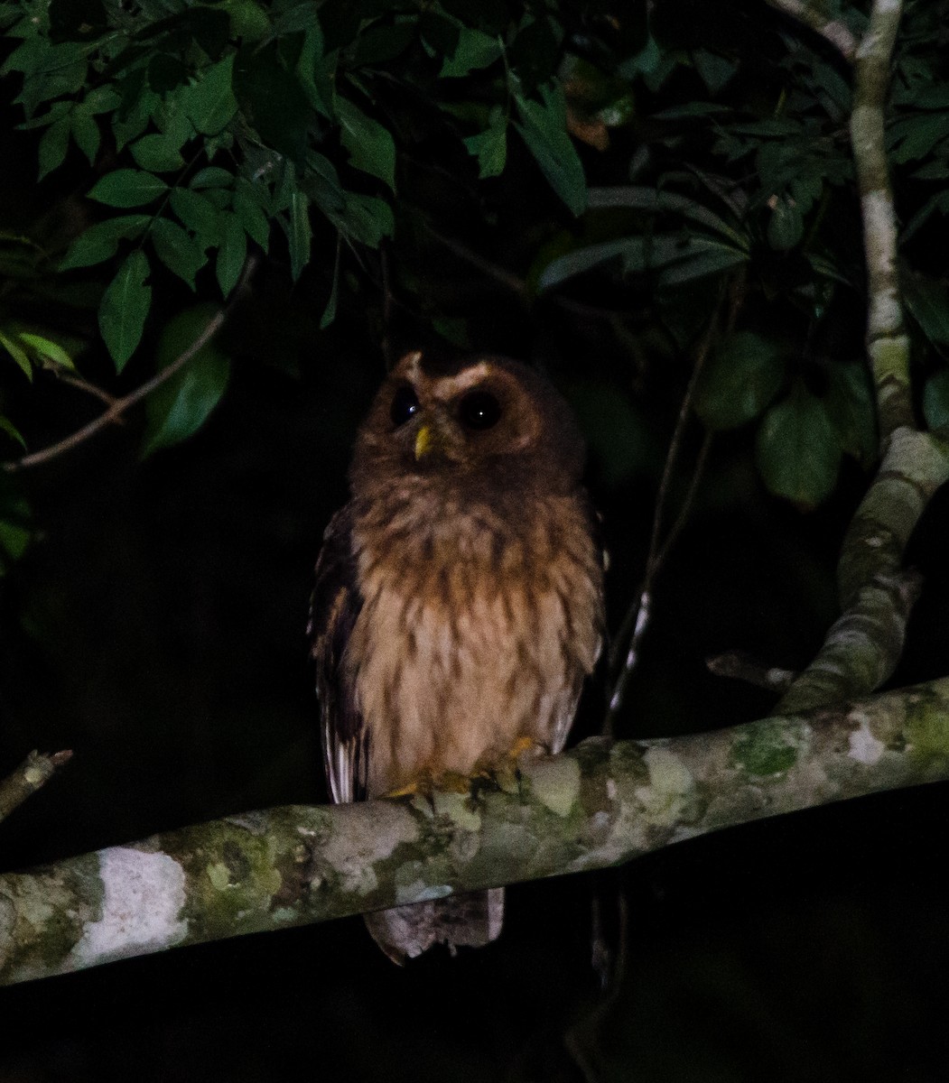 Mottled Owl - ML619853825