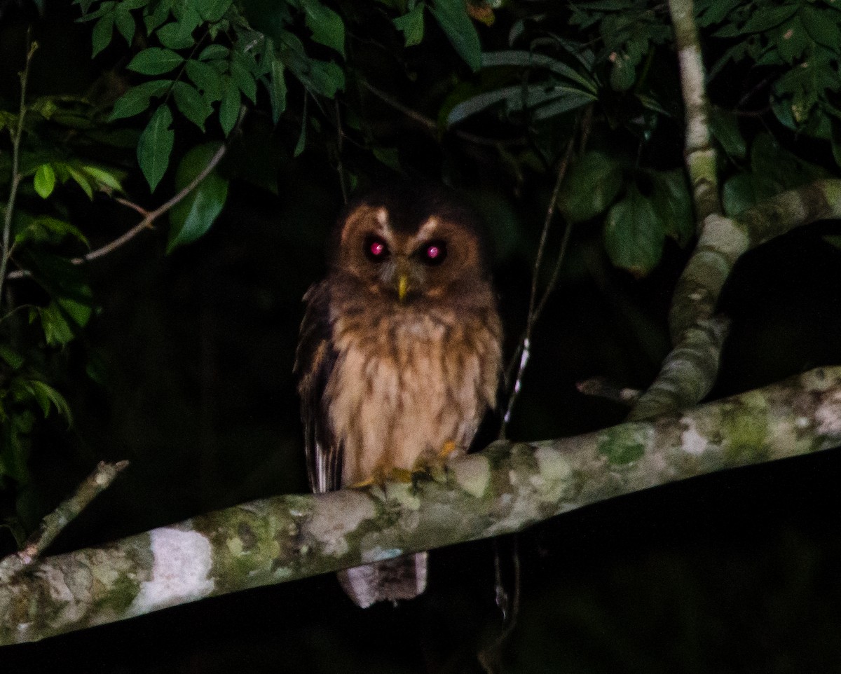 Mottled Owl - ML619853828