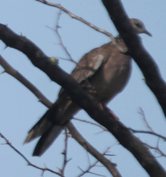 Spotted Dove - ML619853830