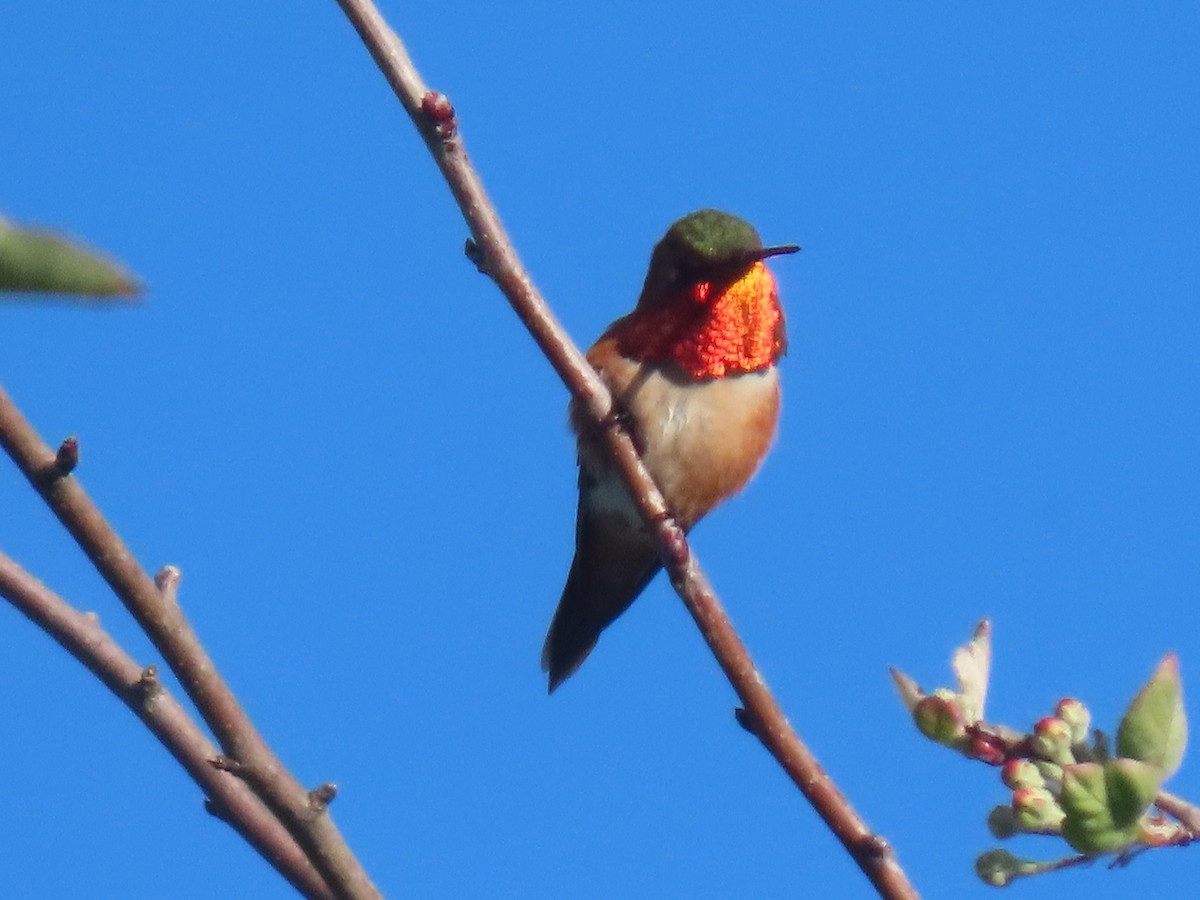 Rufous/Allen's Hummingbird - ML619853837