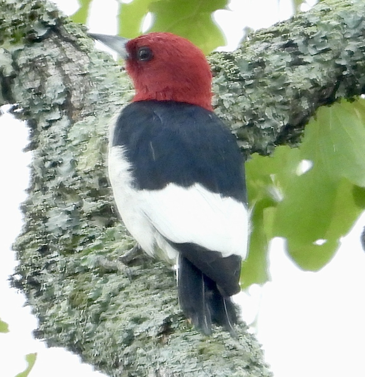 Red-headed Woodpecker - ML619853865