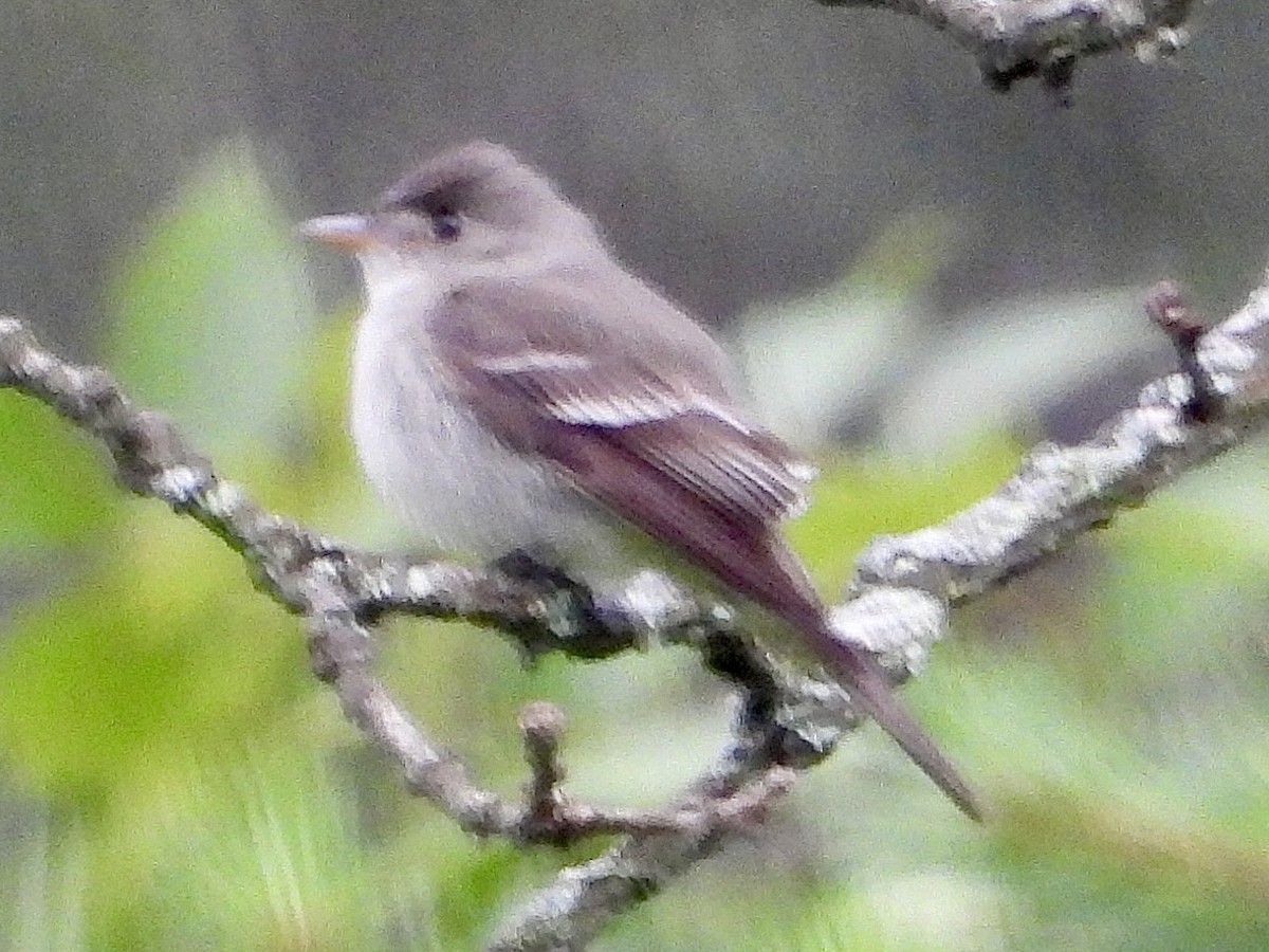 Eastern Wood-Pewee - ML619853887