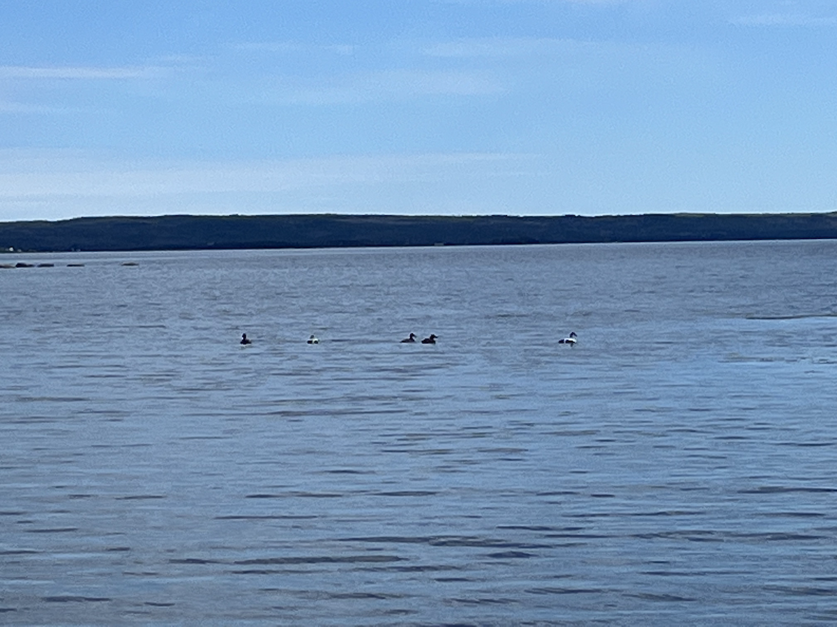 Common Eider - ML619853894