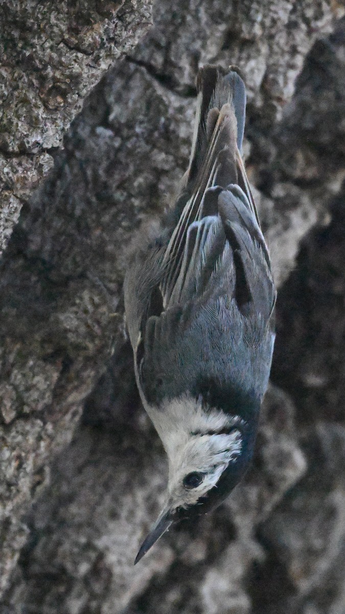 White-breasted Nuthatch - ML619853932