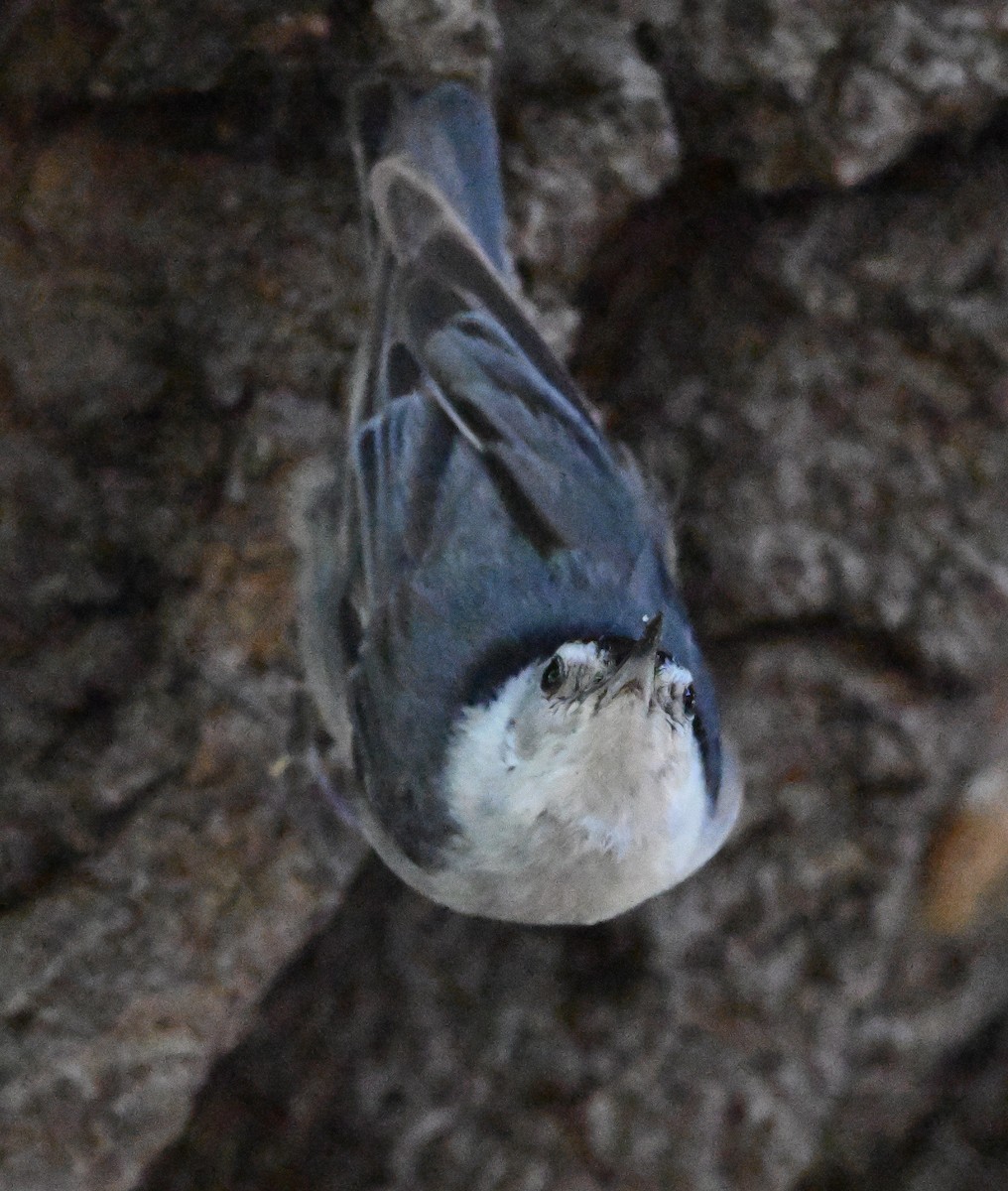 White-breasted Nuthatch - ML619853933