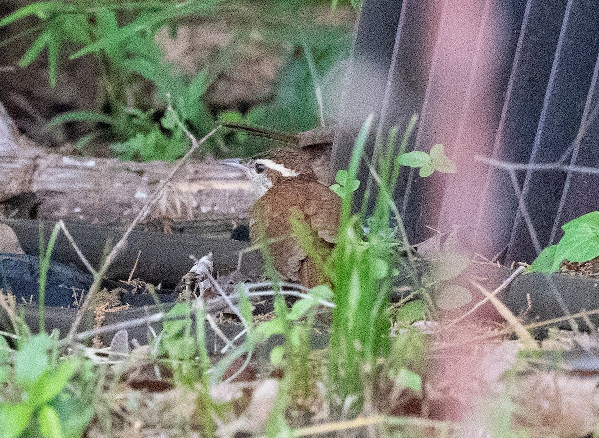 Carolina Wren - ML619853941