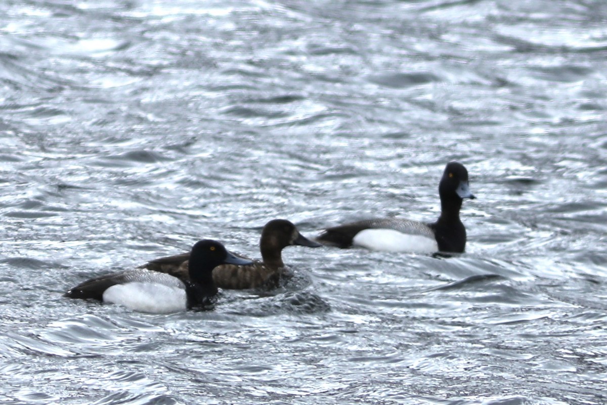Greater Scaup - ML619853942