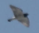 白胸燕鵙 - ML619853950