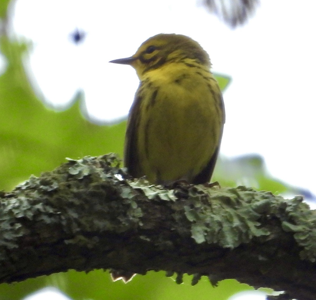 Prairie Warbler - ML619853969