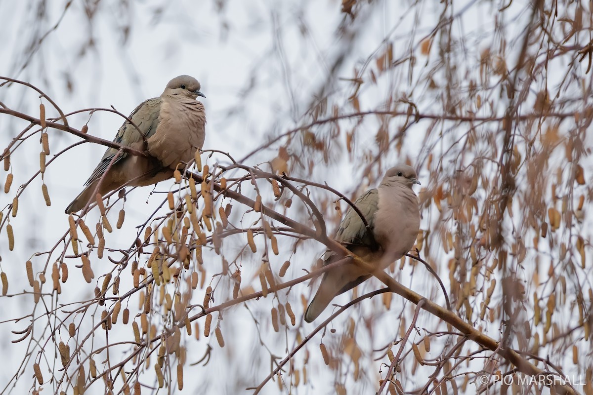 Eared Dove - ML619853973