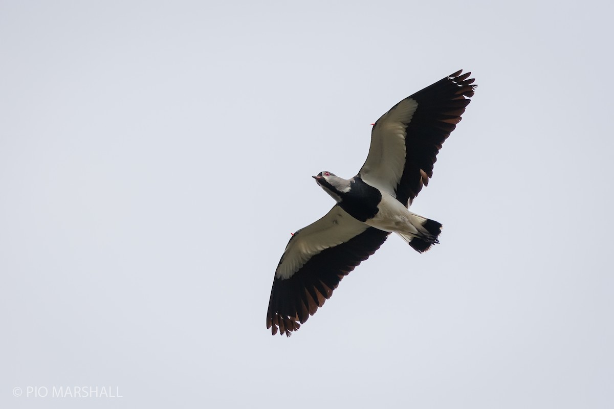 Southern Lapwing - ML619853980