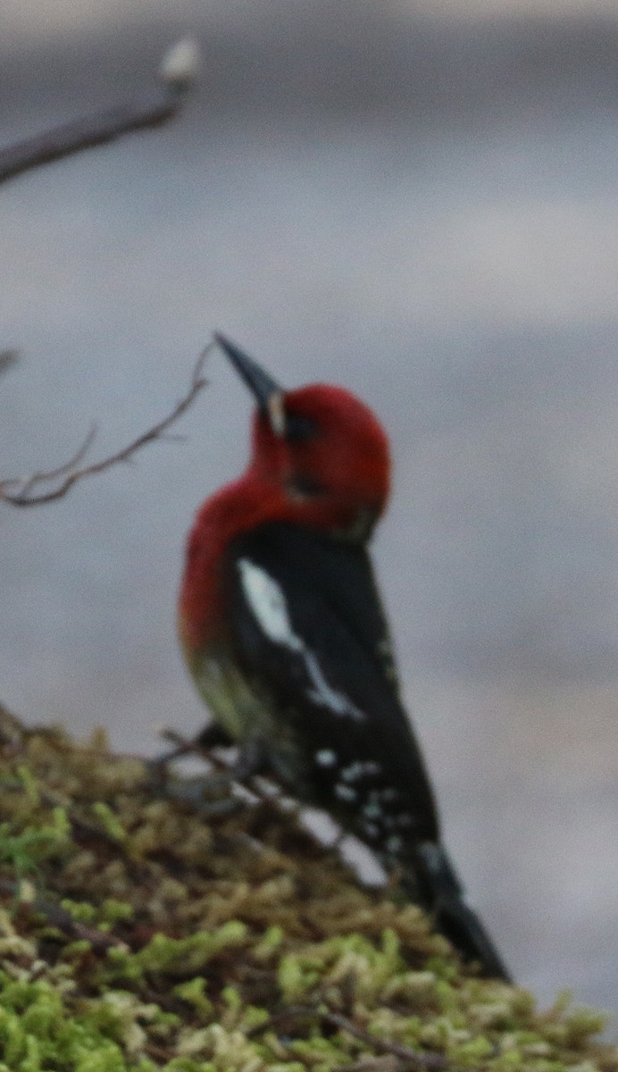 Red-breasted Sapsucker - ML619853982