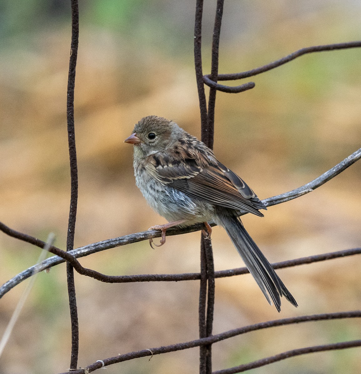 Field Sparrow - ML619853983