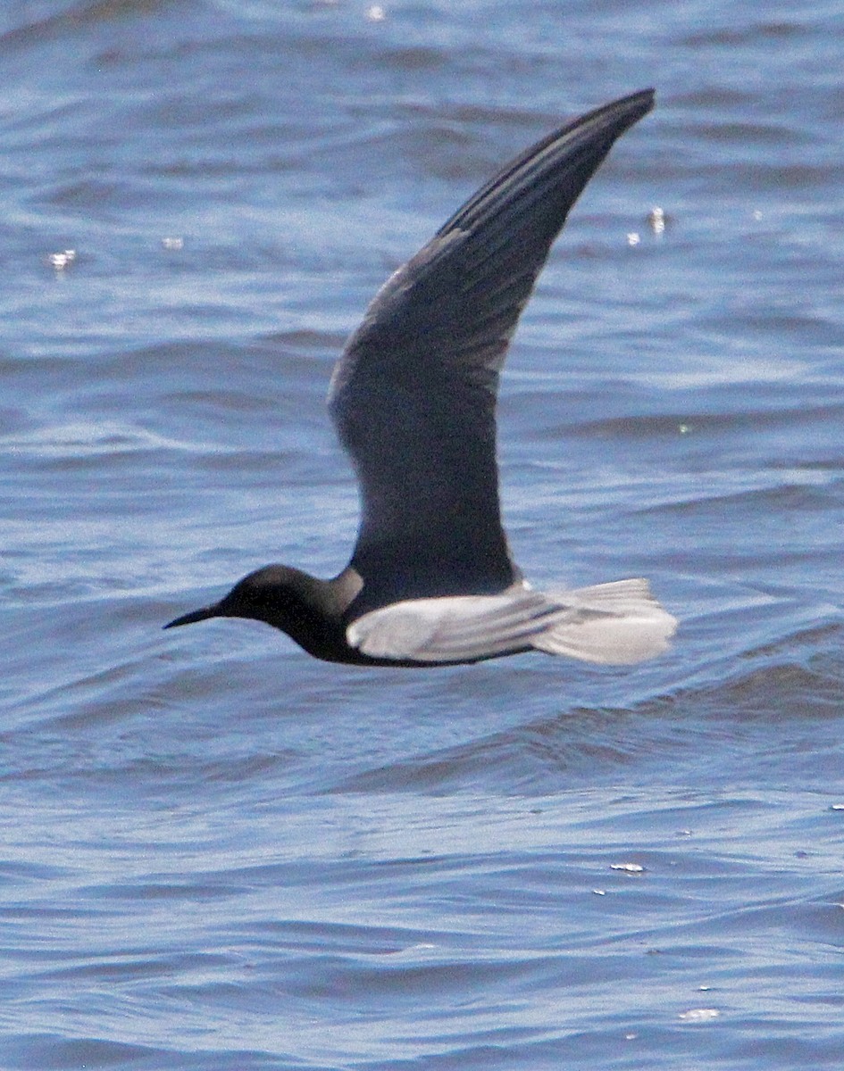 Black Tern - ML619853996