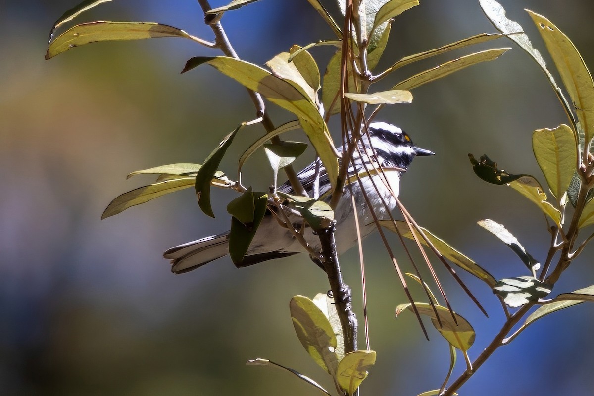 Black-throated Gray Warbler - ML619854009