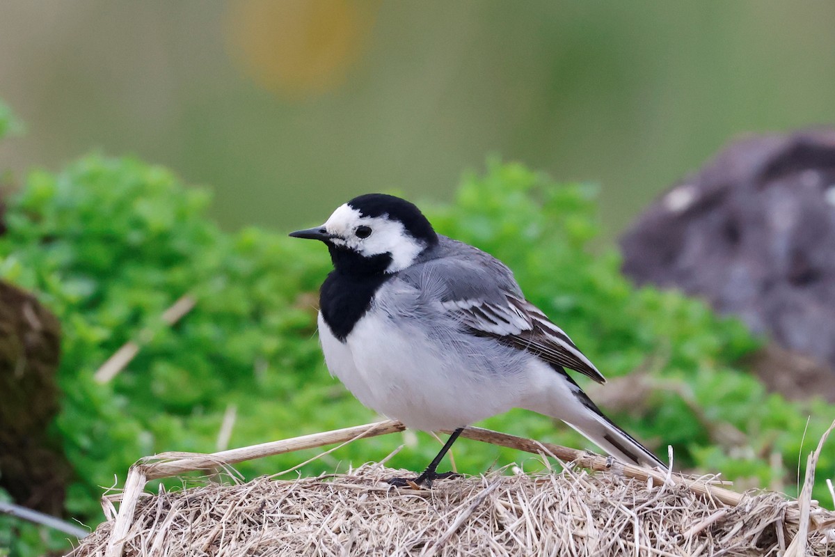 White Wagtail (White-faced) - ML619854018