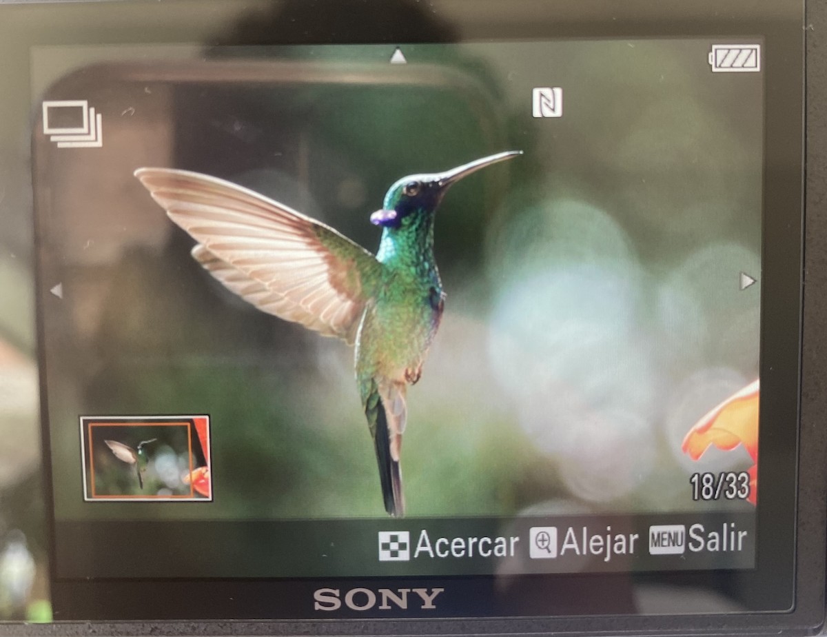 kolibřík modrolící - ML619854021