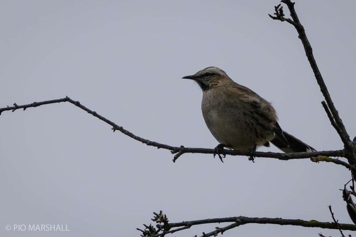 Chilean Mockingbird - ML619854027