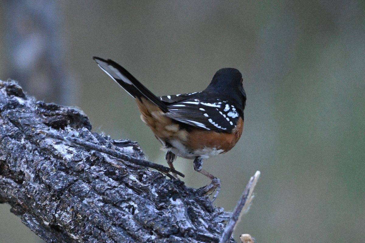 Spotted Towhee - ML619854029