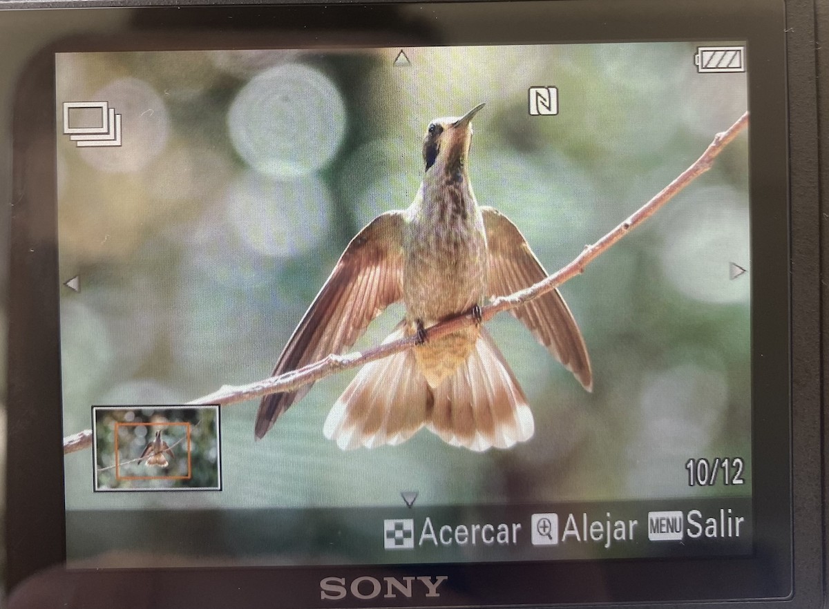kolibřík fialovouchý - ML619854030
