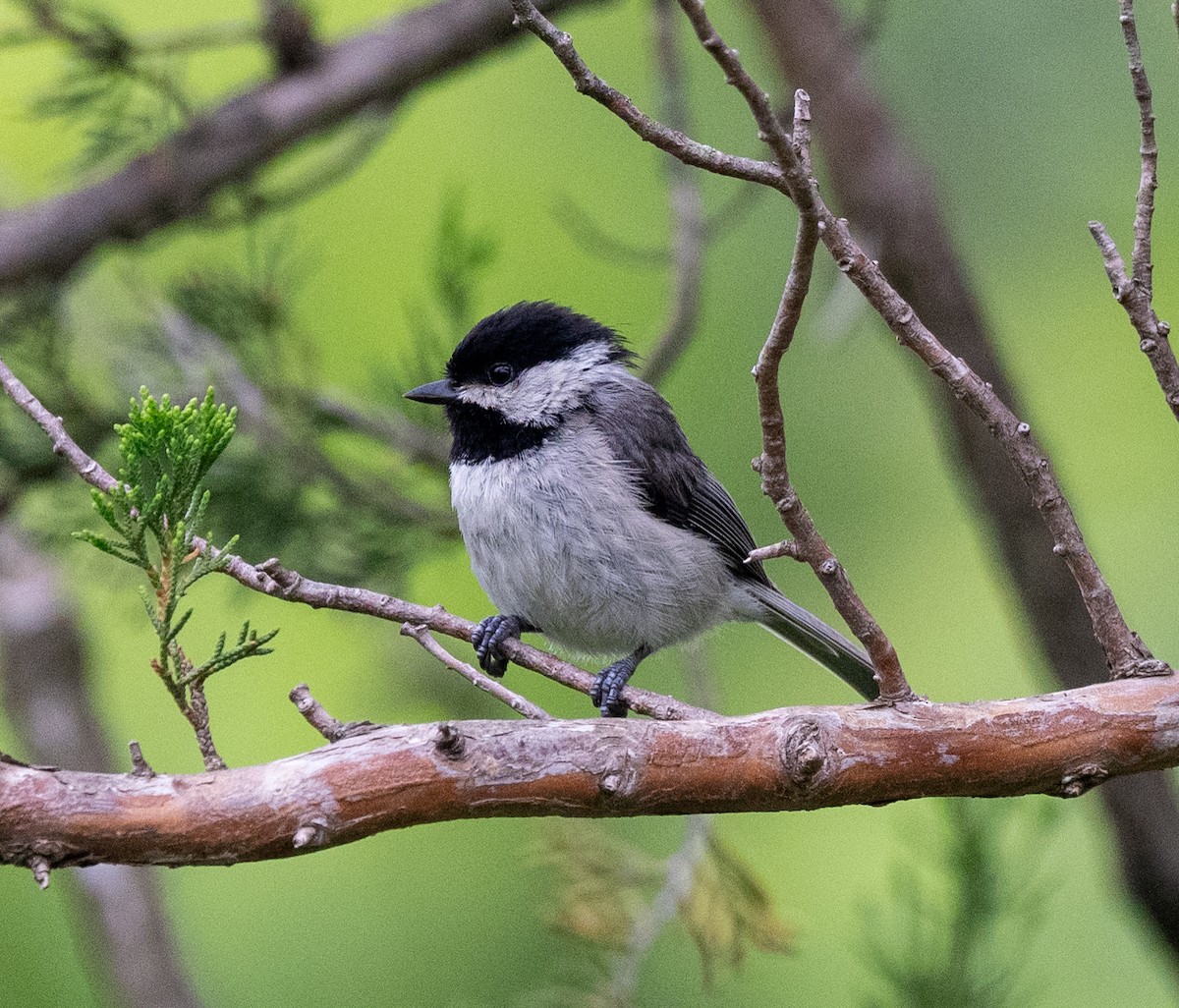 Carolina Chickadee - ML619854035