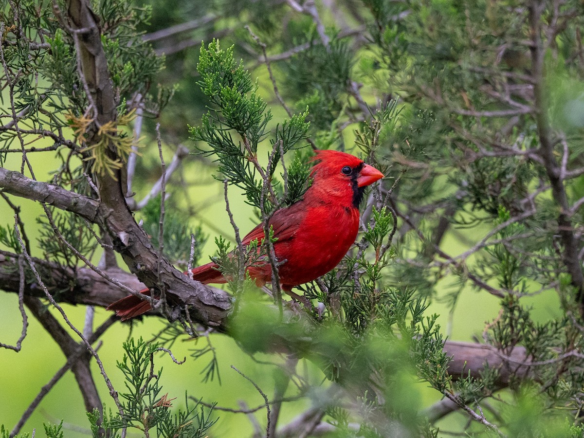 Northern Cardinal - ML619854041