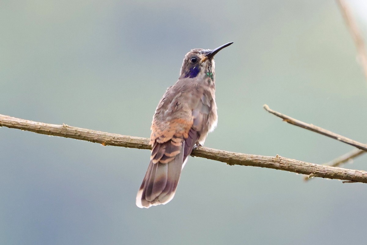 kolibřík fialovouchý - ML619854056