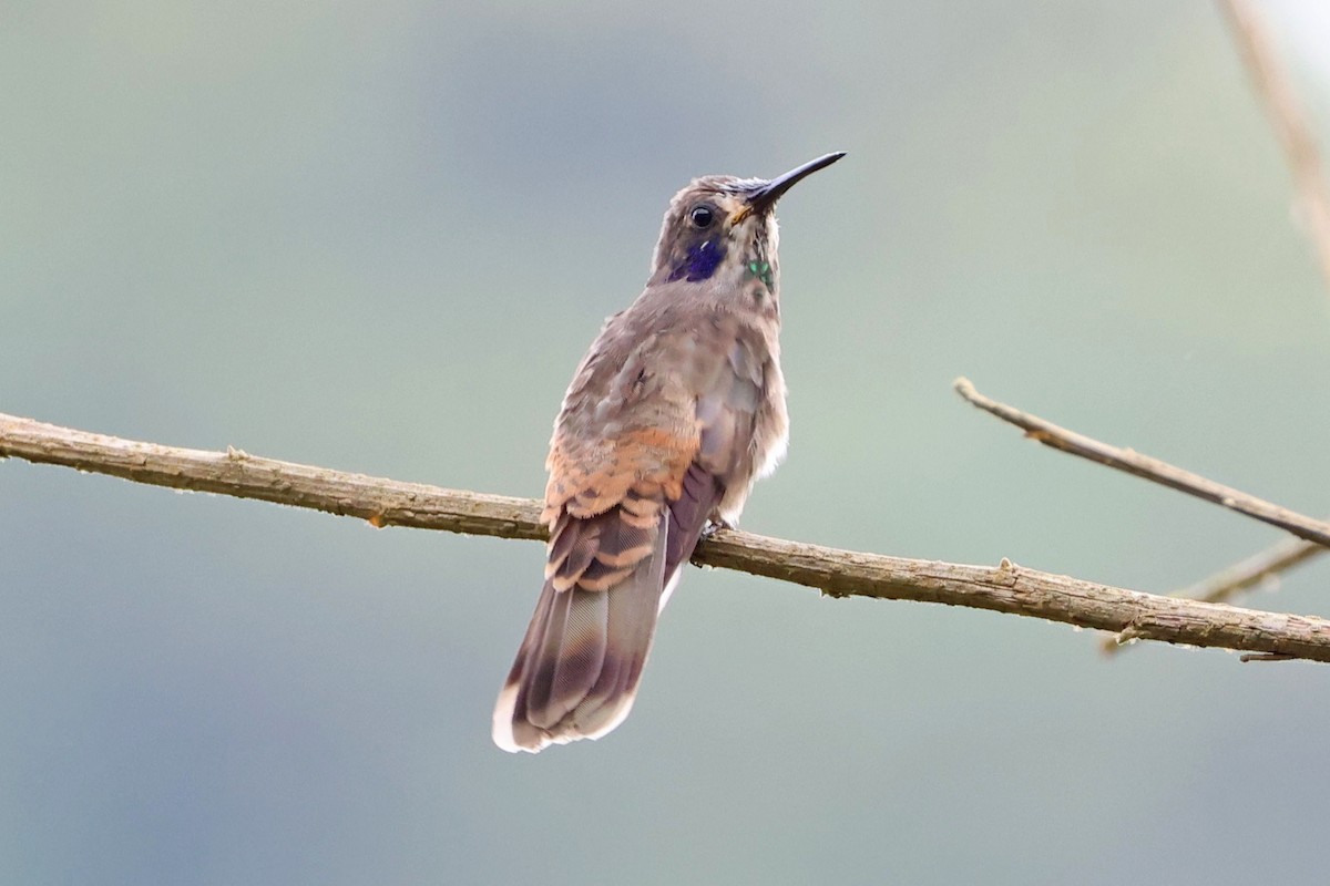 Colibrí Pardo - ML619854056