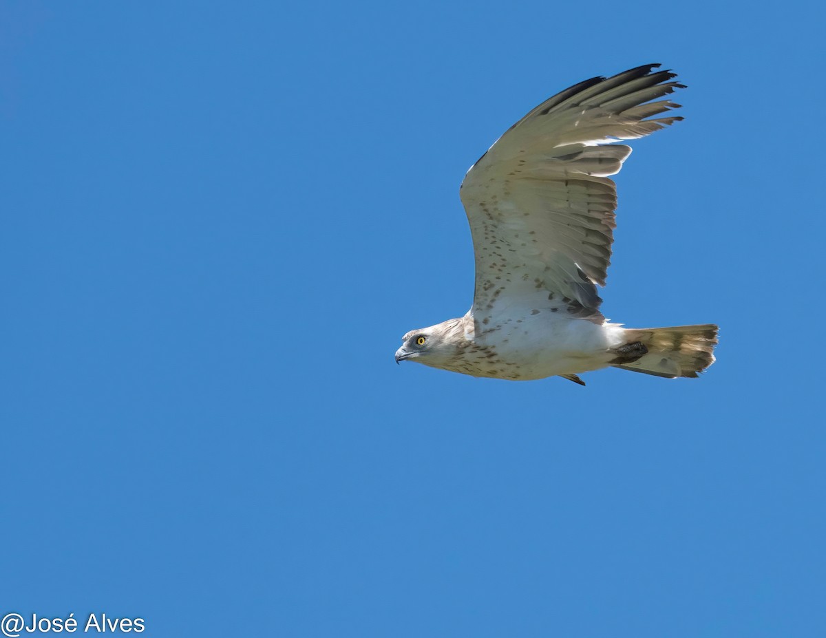 Short-toed Snake-Eagle - ML619854076