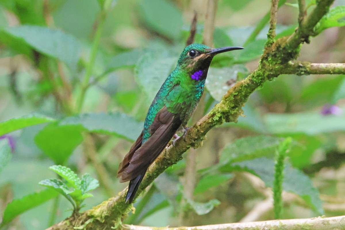 kolibřík zelenoprsý - ML619854078