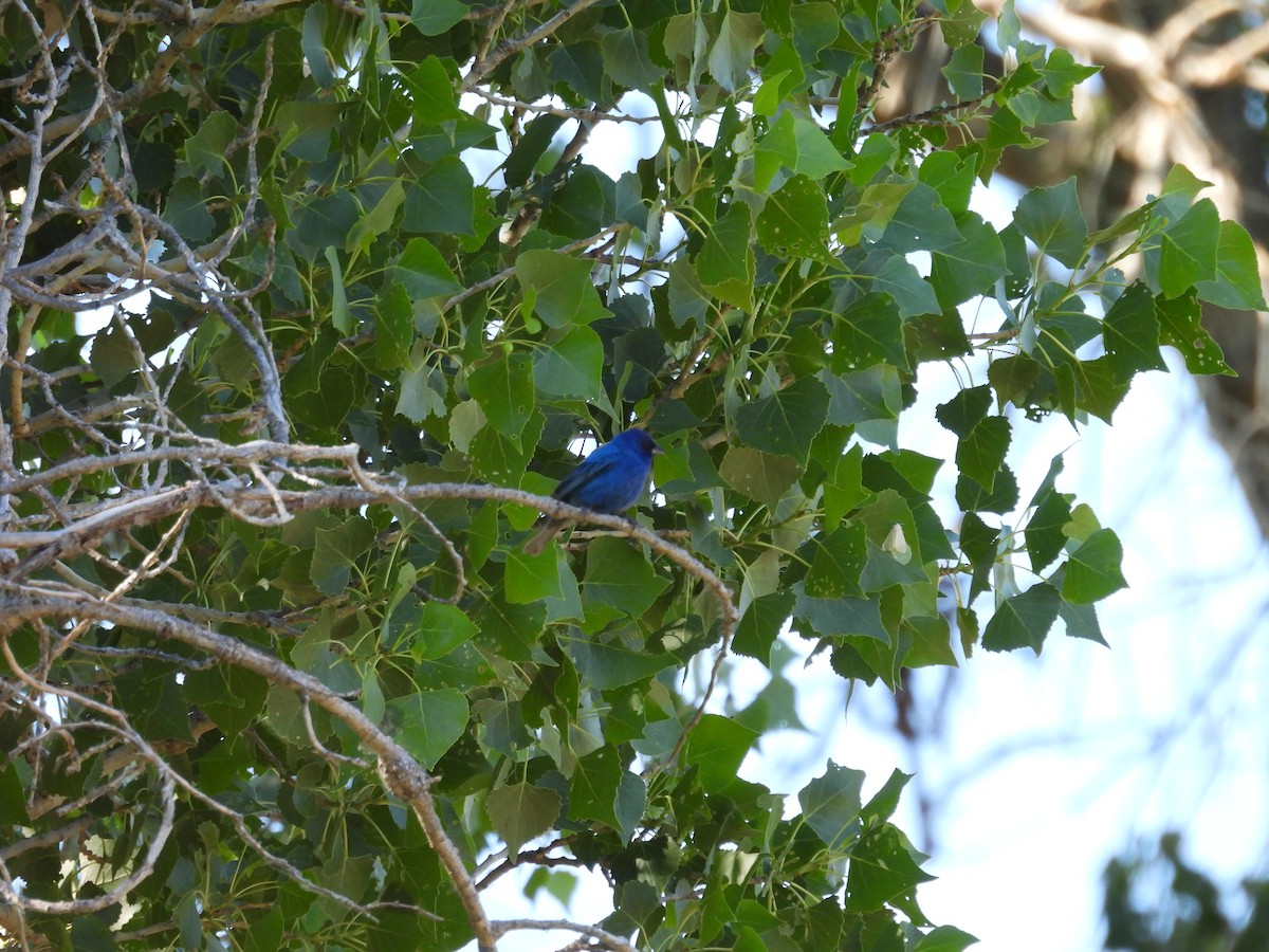 Indigo Bunting - ML619854081