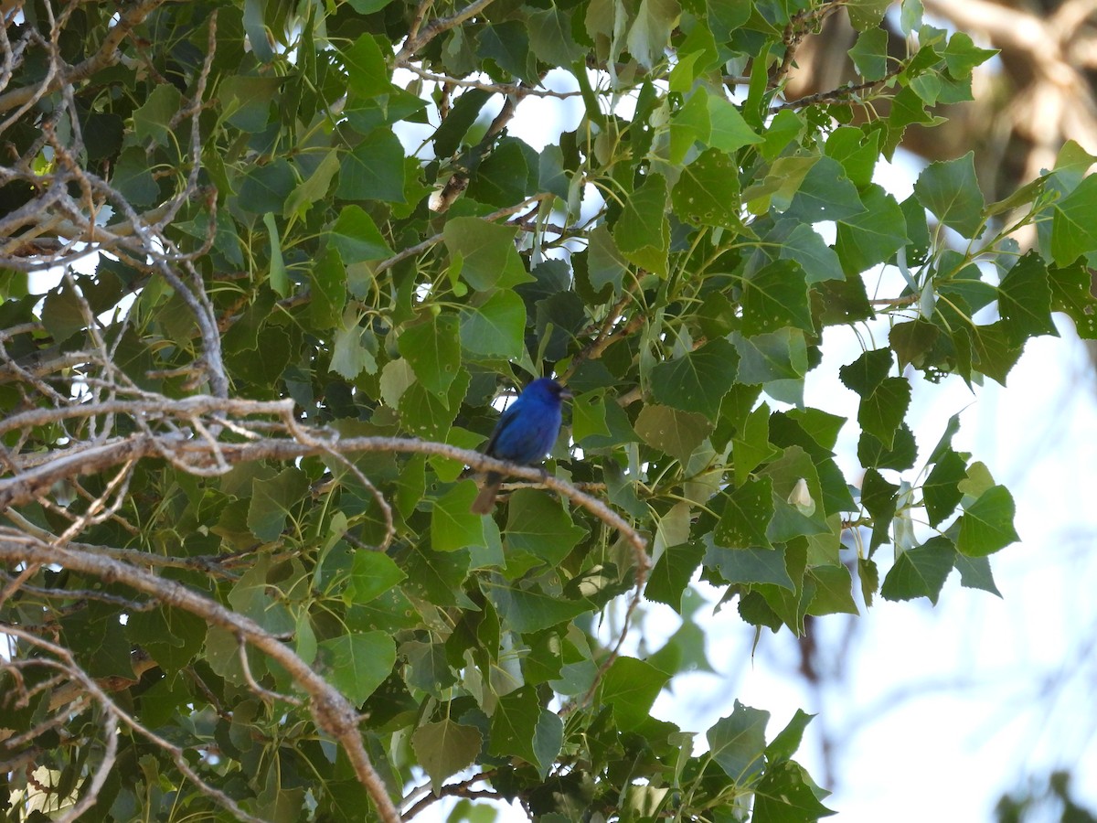 Indigo Bunting - ML619854082