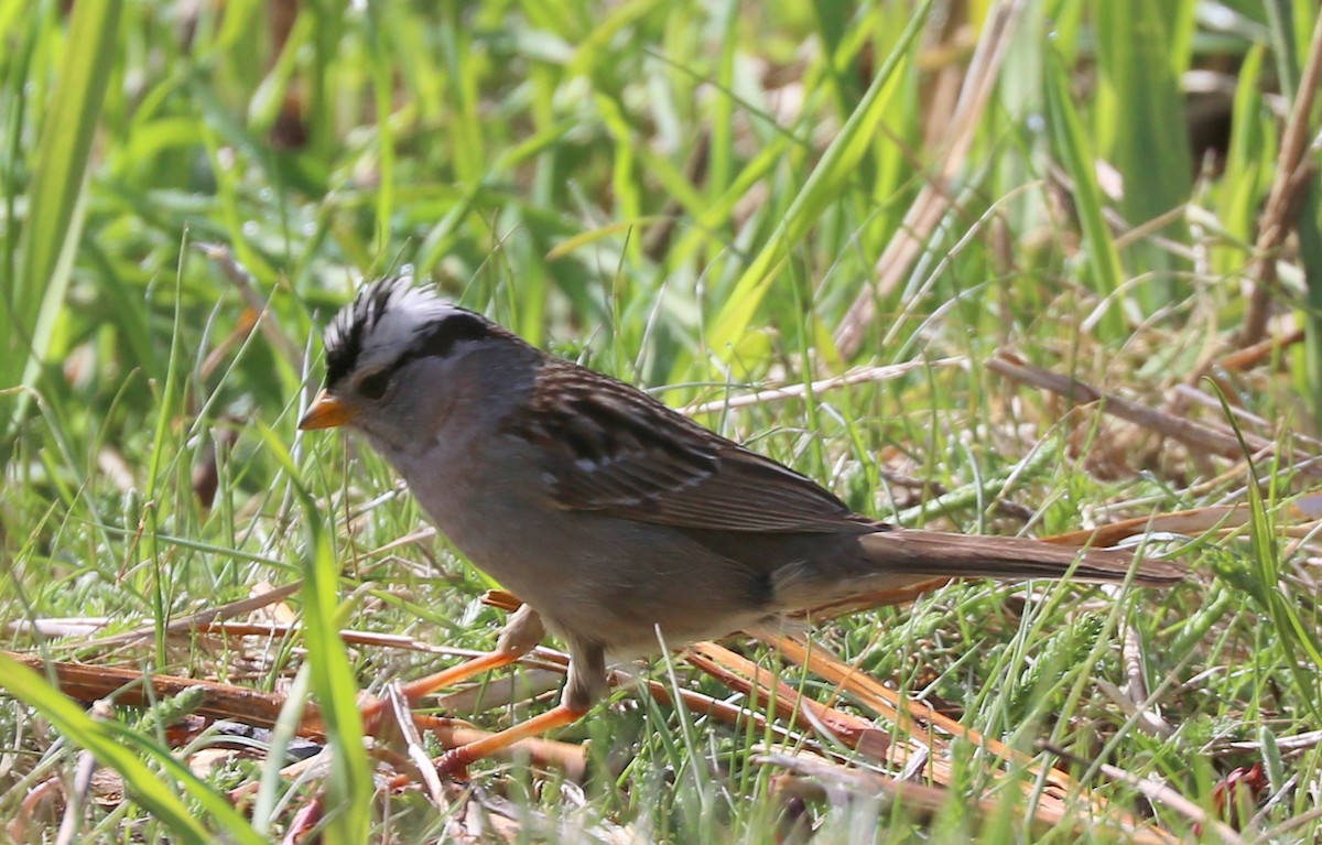 White-crowned Sparrow - Mike Fung