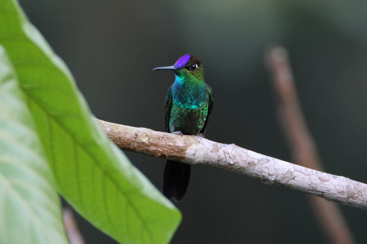 kolibřík fialovohlavý - ML619854094