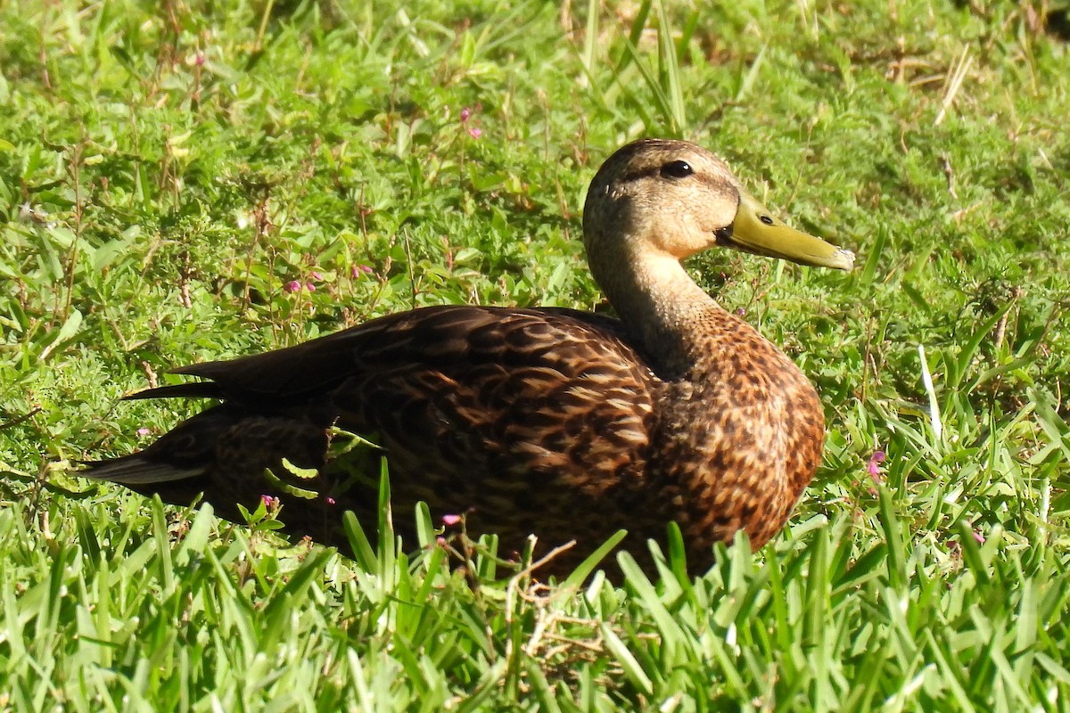Mottled Duck - ML619854126