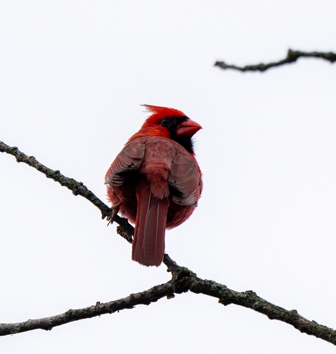 Northern Cardinal - ML619854141