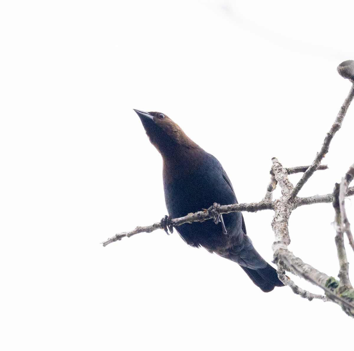 Brown-headed Cowbird - ML619854154