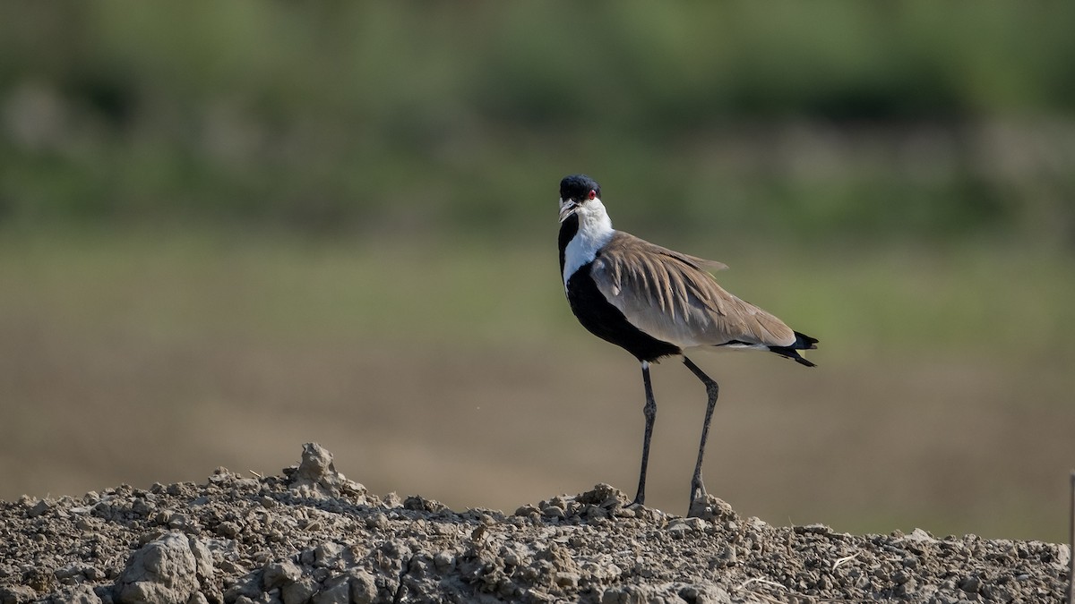 Spur-winged Lapwing - ML619854155