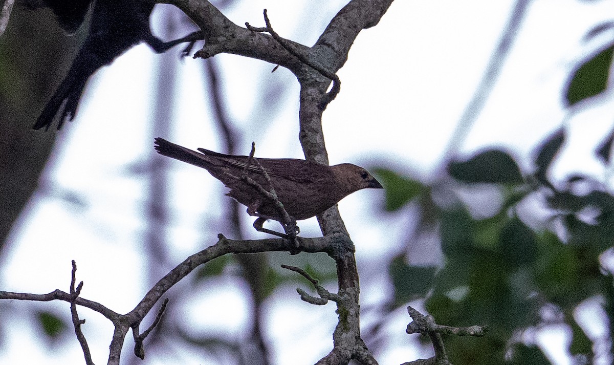 Brown-headed Cowbird - ML619854160