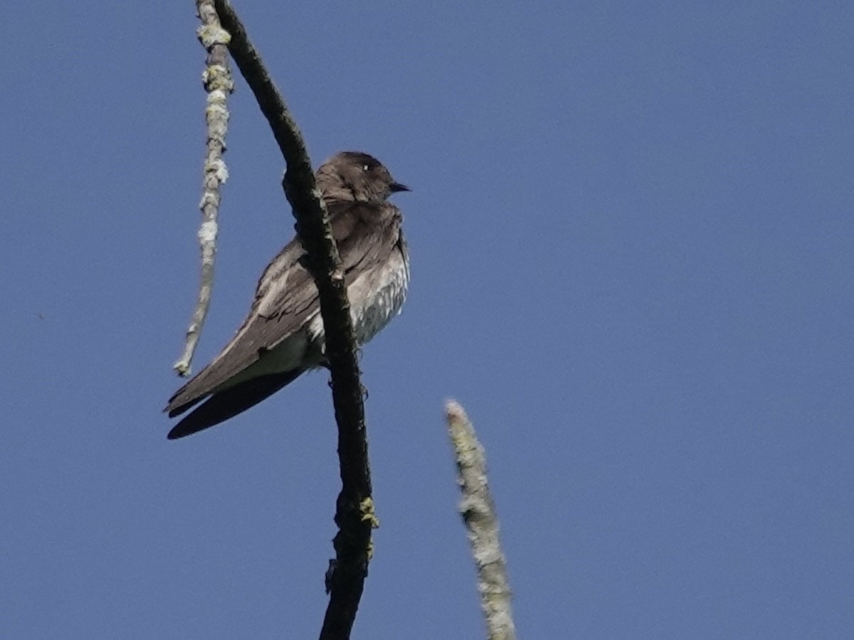 Northern Rough-winged Swallow - ML619854168
